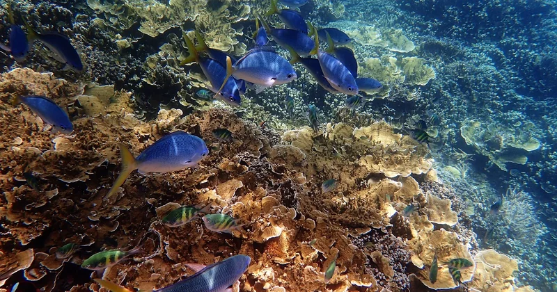 Grande Barrière de corail : toujours spectaculaire, à condition de bien choisir